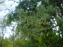 Salix