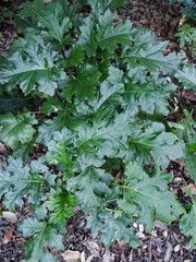 Acanthus mollis