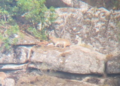 Capra pyrenaica victoriae