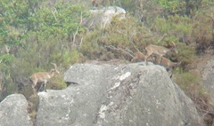 Capra pyrenaica victoriae