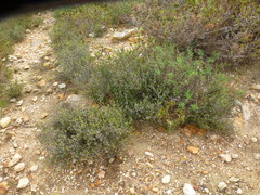 Drosanthemum asperulum