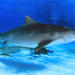 Tiger Shark - Photo (c) Kevin Bryant, some rights reserved (CC BY-NC-SA)