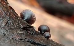 Resupinatus alboniger