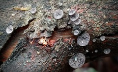Resupinatus alboniger