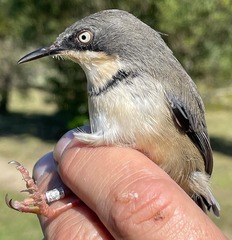 Apalis thoracica claudei