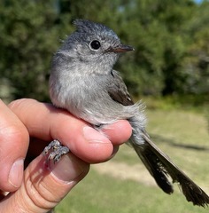 Trochocercus cyanomelas cyanomelas