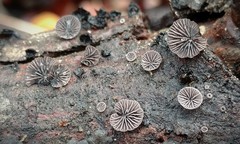 Resupinatus alboniger