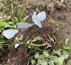 Celastrina gigas