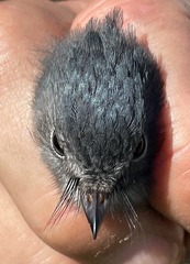 Trochocercus cyanomelas cyanomelas