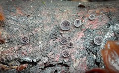 Resupinatus alboniger