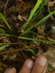Carex ignota