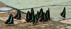 Graphium sarpedon connectens
