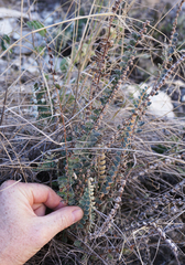 Astrolepis integerrima