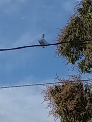 Streptopelia decaocto
