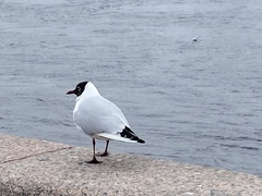Chroicocephalus ridibundus