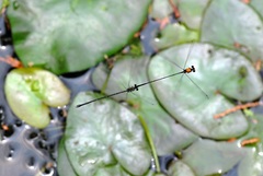 Prodasineura croconota