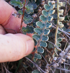 Astrolepis integerrima