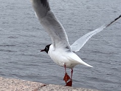 Chroicocephalus ridibundus