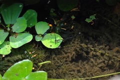 Prodasineura croconota