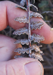 Astrolepis integerrima