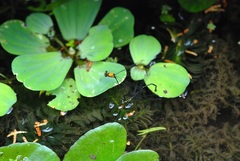 Prodasineura croconota