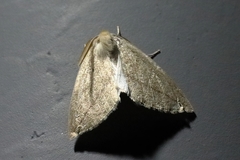 Descoreba simplex