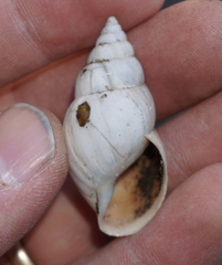 Rabdotus schiedeanus