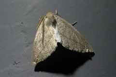Descoreba simplex