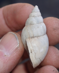 Rabdotus schiedeanus