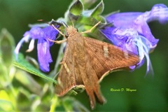 Ectomis octomaculata