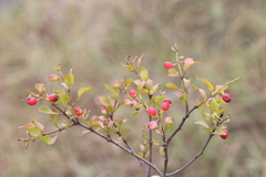Helixanthera woodii