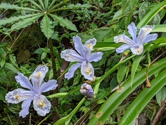 Iris formosana