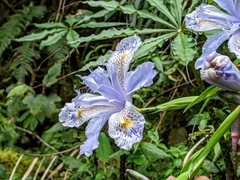 Iris formosana