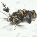Oligophlebia hibiscivora - Photo (c) hei_wildlife,  זכויות יוצרים חלקיות (CC BY-NC)
