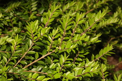 Lonicera ligustrina