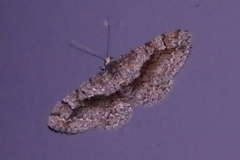 Satoblephara parvularia