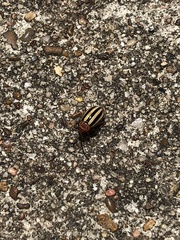 Disonycha admirabila