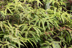 Gleichenella pectinata