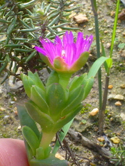 Ruschia diversifolia