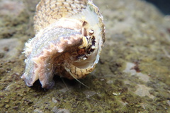 Trochus maculatus