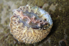 Trochus maculatus