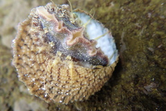 Trochus maculatus