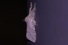 Calliteara pseudabietis