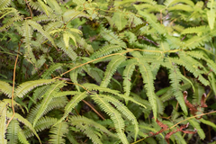 Gleichenella pectinata