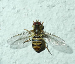 Toxomerus politus