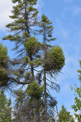 Arceuthobium pusillum