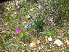 Ruschia diversifolia