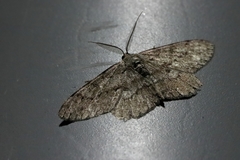 Hypomecis punctinalis