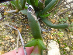 Ruschia diversifolia
