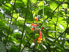 Centropogon granulosus